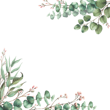 Eucalyptus plant with Gypsophila flower twig square frame. Watercolor floral banner. Green tree branches with round leaves and pink buds card template hand drawn illustration isolated from background png