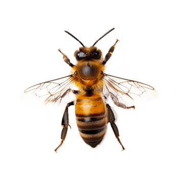 Realistic image of a honeybee isolated on a transparent background png