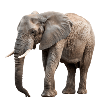 A majestic elephant walking gracefully in a natural setting. png