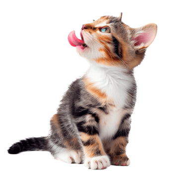 A playful kitten licking its lips in a cute pose png