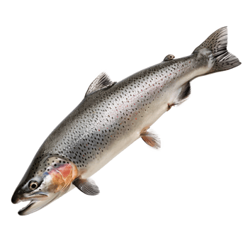 Fresh trout fish isolated on transparent background for culinary use png