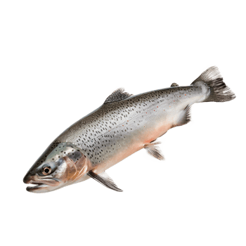 Fresh trout fish on a transparent background for culinary use png