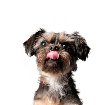 A cute small dog with a playful expression and tongue out png