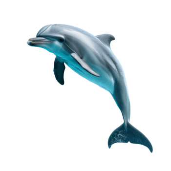 A playful dolphin swimming gracefully in the ocean. png