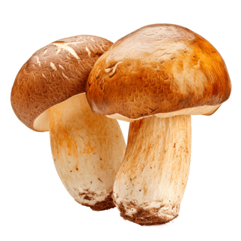 Two fresh brown mushrooms isolated on a transparent background png