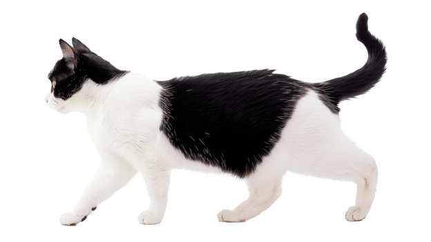 A playful black and white cat walking elegantly across a transparent background. png