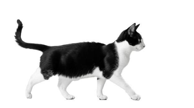 A playful black and white cat walking gracefully across a transparent background. png