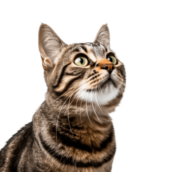 A curious tabby cat with striking green eyes looking upwards. png