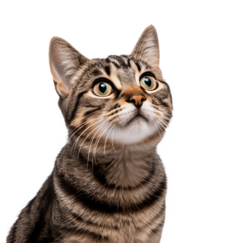 A cute tabby cat with curious eyes looking up at the camera png