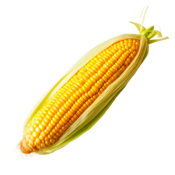 Fresh corn on the cob with vibrant yellow kernels and green husk png