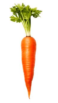 Fresh orange carrot isolated on a transparent background for culinary use png