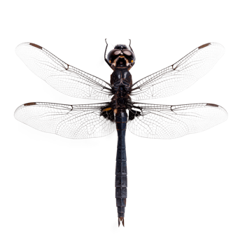 Detailed closeup of a dragonfly with transparent wings isolated on black background png
