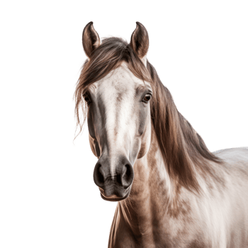 A close-up portrait of a beautiful white horse on a transparent background. png