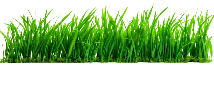 A vibrant patch of green grass isolated on a transparent background png