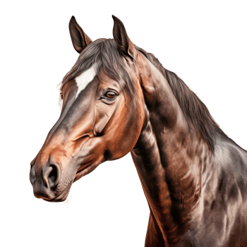 A detailed portrait of a majestic brown horse with a flowing mane. png