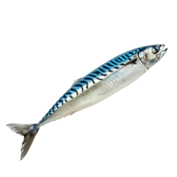 Fresh sardine fish isolated on transparent background perfect for culinary use png