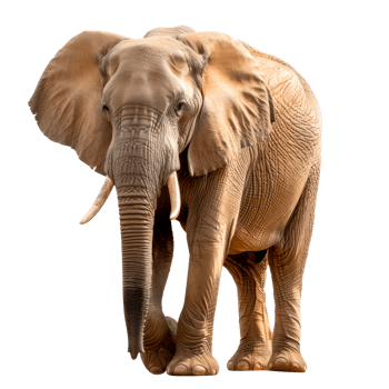 A realistic elephant standing proudly on a transparent background png