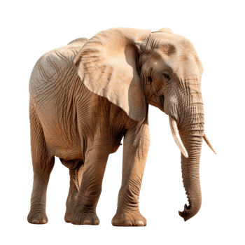 A realistic depiction of a standing elephant on a transparent background png