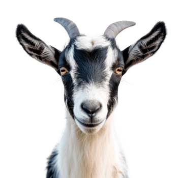 Close-up portrait of a goat with black and white fur on a transparent background. png