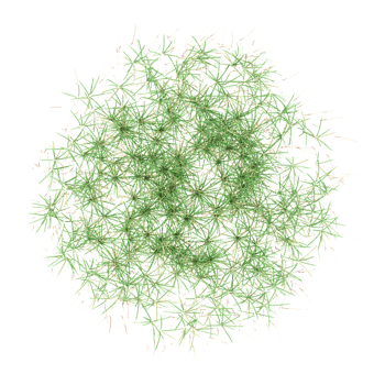 Green beautiful wild field grass isolated on Canvas from top view png