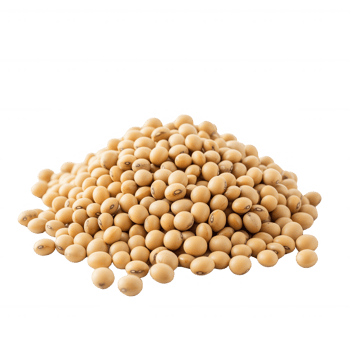 A close-up view of a pile of yellow soybeans on a white background. png