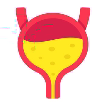 Conceptual flat design icon of bladder vector