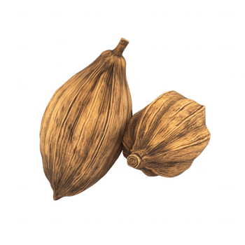 Two hand-sketched cacao pods showcasing their intricate textures and shapes. png