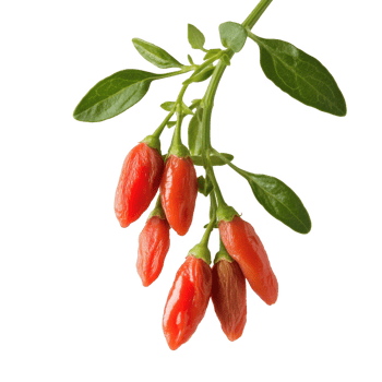 Fresh goji berries growing on a branch with vibrant green leaves, perfect for healthy diets. png