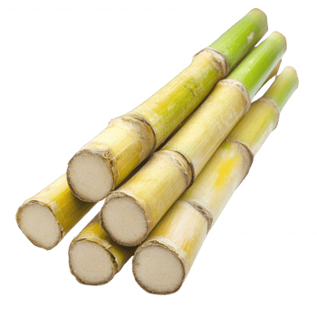Fresh sugarcane stalks stacked together, showcasing vibrant green and yellow colors. png