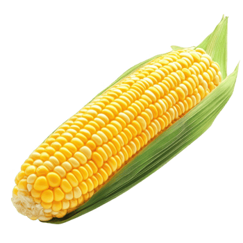 Fresh yellow corn on the cob, vibrant and perfect for summer meals and recipes. png
