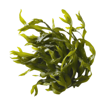 Vibrant green seaweed with flowing tendrils, showcasing natural underwater beauty. png