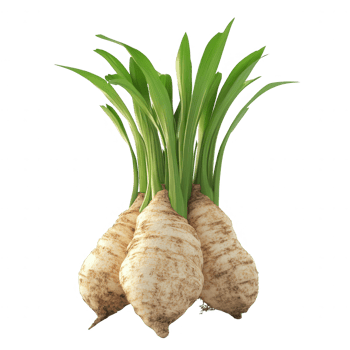 Fresh and vibrant parsnips with green tops, showcasing natural farm produce. png