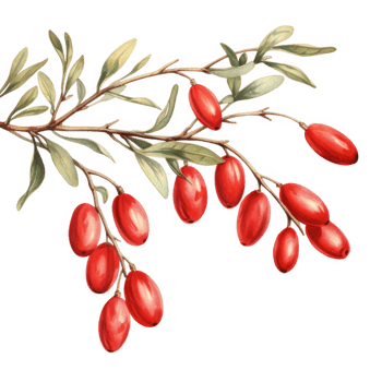 Red berries hang on a branch with green leaves png