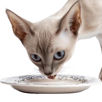 A charming cat drinking from a plate, showcasing its elegant features and vibrant energy. png