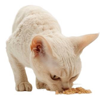 A playful cat enjoying its meal, capturing the joy of feeding time. png