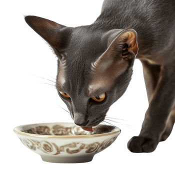A sleek gray cat drinking from an elegant bowl, showcasing its curious nature. png