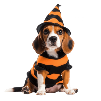 A cute beagle dressed in a striped Halloween costume and hat, ready for festivities. png