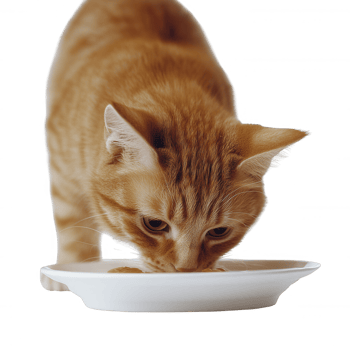 A ginger cat eating from a white plate, showcasing its playful and curious nature. png
