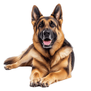 A friendly German Shepherd dog with a joyful expression, lying down on a white background. png