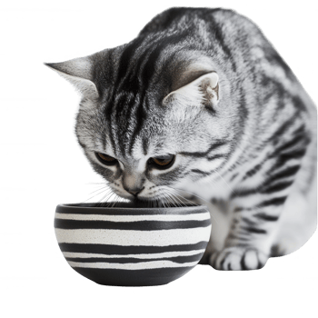 A playful cat curiously examining its striped food bowl, showcasing adorable behavior. png