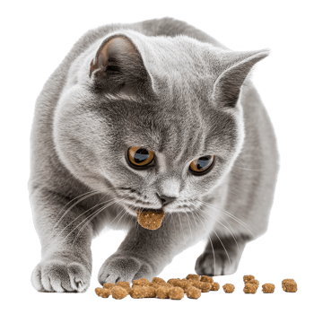 A playful gray cat eagerly eating its food from a bowl. png