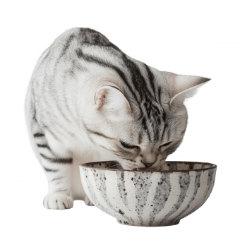 A silver tabby cat eating from a textured ceramic bowl, showcasing its striped fur. png