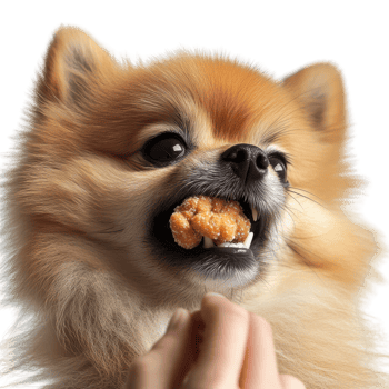 Cute Pomeranian dog enjoying a tasty treat with an adorable expression. png