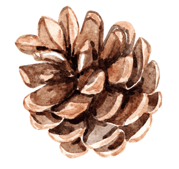 Watercolor brown pine cone isolated png