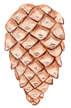 Watercolor pine cone isolated png