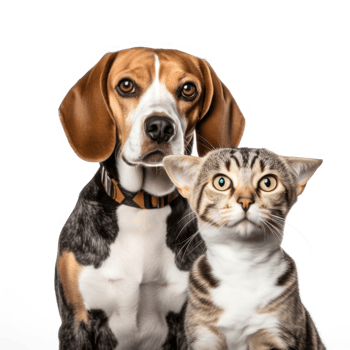 Front view close up of Beagle and Bengal Cat isolated on a transparent background png