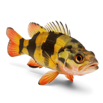 Peacock bass, Eyetail cichlids on transparent background png