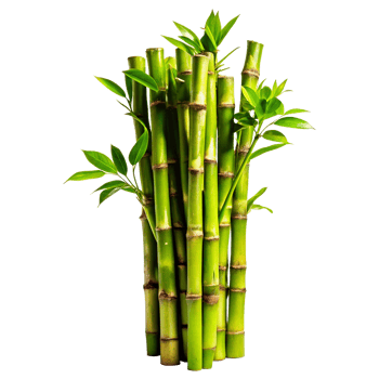 Vibrant Green Bamboo Shoots with Lush Leaves Against White Background png