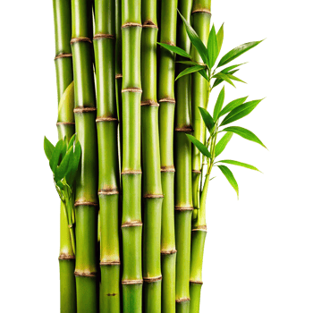 Lush Green Bamboo Plant with Vibrant Foliage and Multiple Stalks png