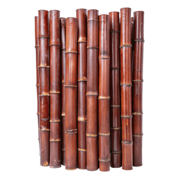 Closeup view of two vibrant green bamboo stalks with fresh leaves png
